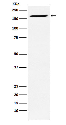 Anti-SMC4 Rabbit Monoclonal Antibody
