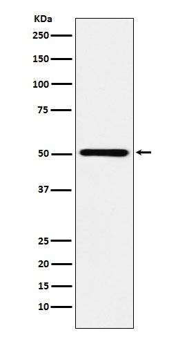 Anti-RING1 Rabbit Monoclonal Antibody