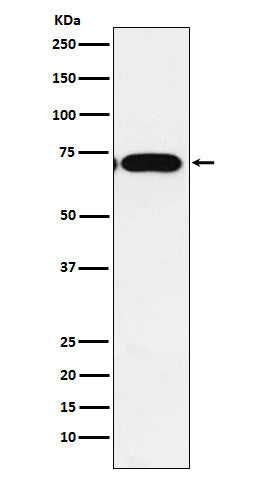 Anti-CPEB1 Rabbit Monoclonal Antibody