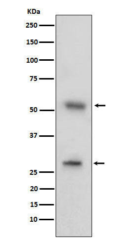 Anti-CD97  Rabbit Monoclonal Antibody