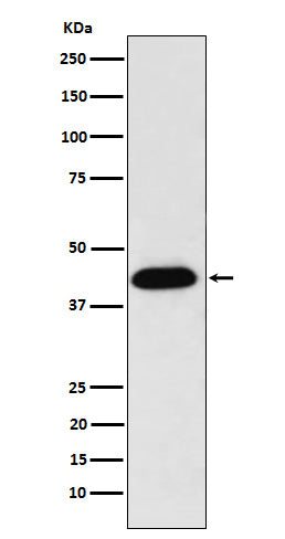 Anti-NUDC Rabbit Monoclonal Antibody