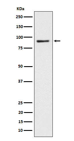 Anti-CD239 Rabbit Monoclonal Antibody