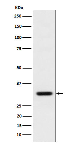 Anti-BPR Rabbit Monoclonal Antibody