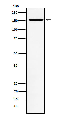 Anti-WAPL Rabbit Monoclonal Antibody