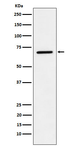 Anti-Leukotriene A4 Hydrolase Rabbit Monoclonal Antibody