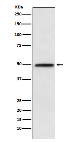 Anti-NFIB Rabbit Monoclonal Antibody