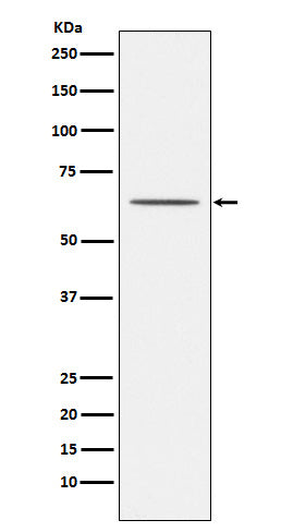 Anti-Nogo Receptor Rabbit Monoclonal Antibody