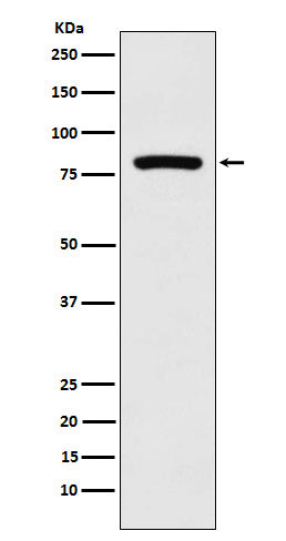 Anti-MCAK Rabbit Monoclonal Antibody