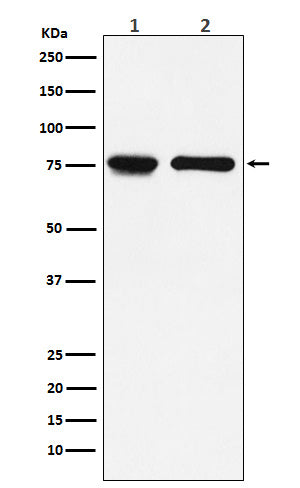 Anti-CD127 Rabbit Monoclonal Antibody