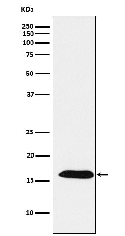 Anti-Peroxiredoxin 5 Rabbit Monoclonal Antibody