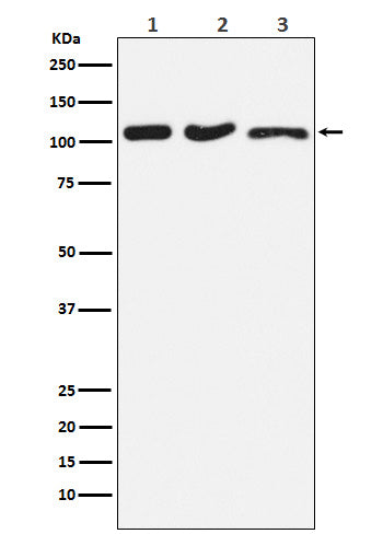 Anti-DISC1 Rabbit Monoclonal Antibody