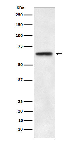 Anti-ABCE1 Rabbit Monoclonal Antibody