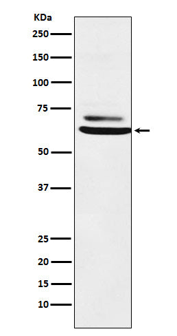 Anti-ENT2 Rabbit Monoclonal Antibody
