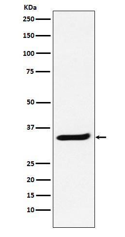 Anti-RNA Polymerase II Subunit B3 Rabbit Monoclonal Antibody