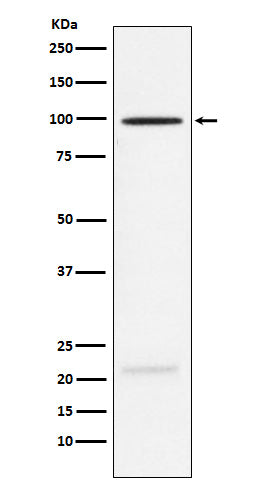Anti-MAG Rabbit Monoclonal Antibody