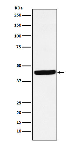 Anti-AHA1 Rabbit Monoclonal Antibody