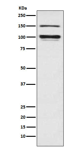 Anti-ATP1A3 Rabbit Monoclonal Antibody