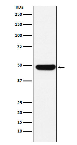 Anti-DDX39B Rabbit Monoclonal Antibody