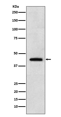 Anti-Renalase Rabbit Monoclonal Antibody
