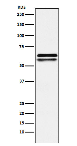 Anti-NAP1L1 Rabbit Monoclonal Antibody
