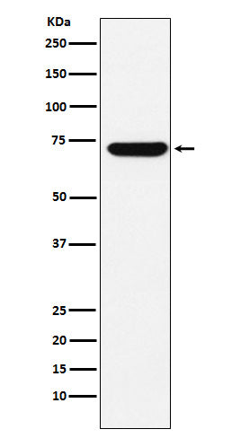 Anti-ZBTB7A Rabbit Monoclonal Antibody