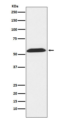 Anti-Thioredoxin Reductase 2 Rabbit Monoclonal Antibody