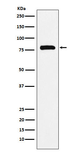 Anti-PAF1 Rabbit Monoclonal Antibody