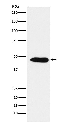 Anti-EBP1 Rabbit Monoclonal Antibody
