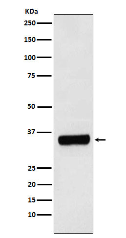 Anti-PRKRA Rabbit Monoclonal Antibody