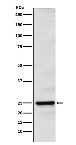 Anti-Neurogenin 2 Rabbit Monoclonal Antibody