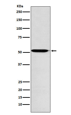 Anti-Activin A Receptor Type IB Rabbit Monoclonal Antibody