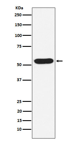 Anti-WAS Rabbit Monoclonal Antibody