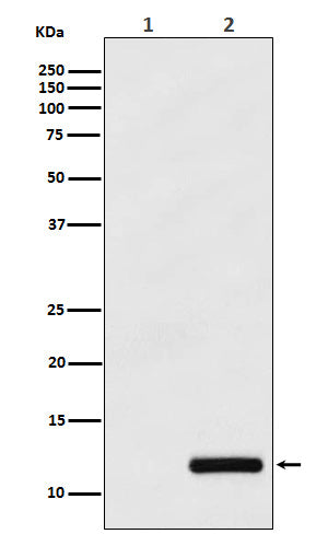 Anti-CCL4 beta Rabbit Monoclonal Antibody