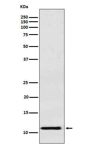 Anti-Fetal Hemoglobin Rabbit Monoclonal Antibody