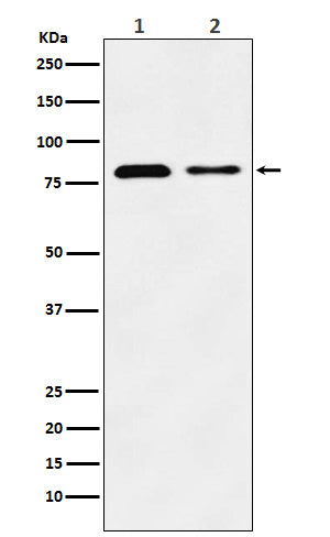 Anti-Lysosome Membrane Protein 2 Rabbit Monoclonal Antibody