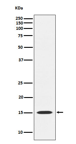 Anti-MAGOH Rabbit Monoclonal Antibody