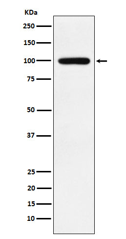 Anti-Calmegin Rabbit Monoclonal Antibody