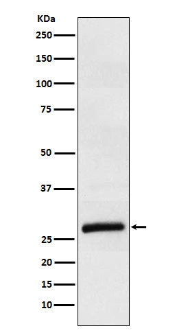 Anti-ApoM Rabbit Monoclonal Antibody
