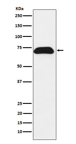 Anti-PDZK1 Rabbit Monoclonal Antibody