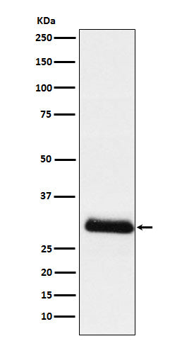 Anti-ApoD Rabbit Monoclonal Antibody