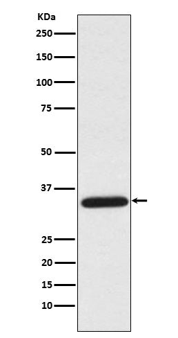 Anti-Uracil DNA Glycosylase Rabbit Monoclonal Antibody