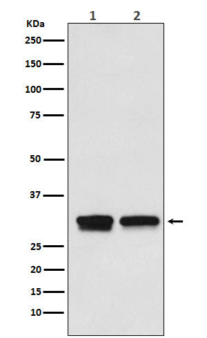 Anti-Transcription Initiation Factor IIB Rabbit Monoclonal Antibody