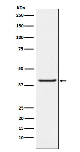 Anti-PAR4 Rabbit Monoclonal Antibody