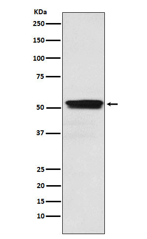 Anti-Muscarinic Acetylcholine Receptor M2 Rabbit Monoclonal Antibody