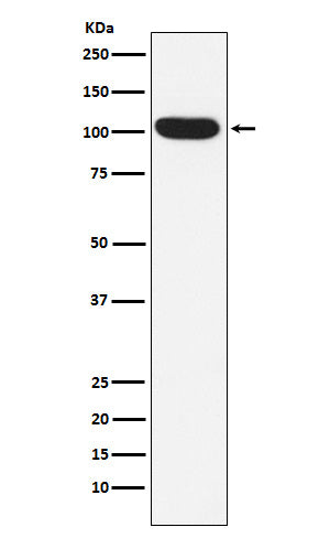 Anti-ITCH Rabbit Monoclonal Antibody