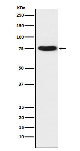 Anti-Hsp75 Rabbit Monoclonal Antibody