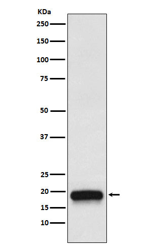 Anti-VEGFB Rabbit Monoclonal Antibody