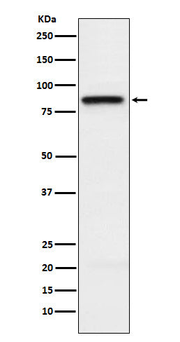 Anti-SLAMF1 Rabbit Monoclonal Antibody