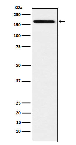 Anti-IL-17 Receptor A Rabbit Monoclonal Antibody