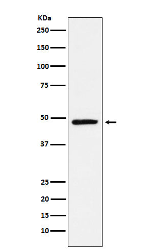 Anti-NR2E1 Rabbit Monoclonal Antibody